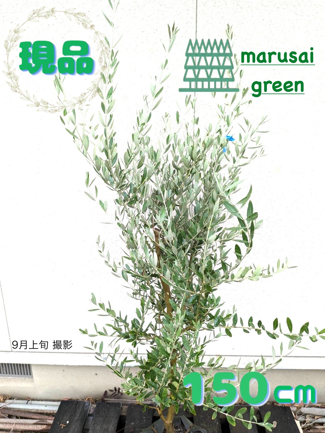 オリーブの木　ワンセブンセブン　8号　約110cm　K-145　一点物 オリーブの木 ワンセブンセブン 8号 約110cm K-145 一点物