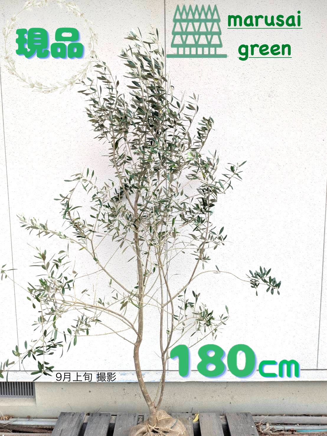 楽天市場】【オリーブ 1点物限定】 ミッション 2m 特大鉢植え苗
