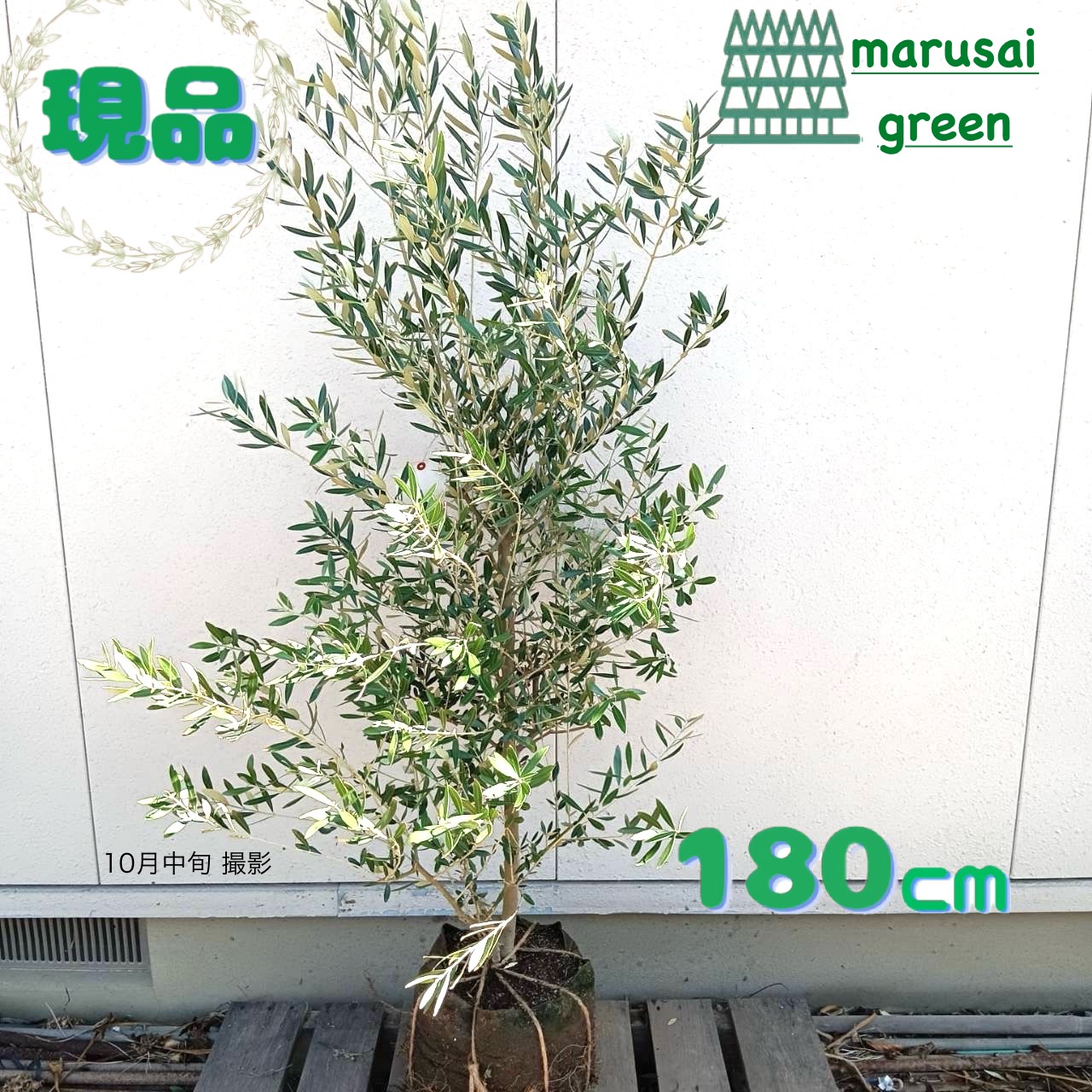 与謝野大仏　大苗♥　オリーブ　オリーブの木　樹齢20年　オリーブ苗 004オリーブ盆栽 小豆島オリーブ樹齢20年 | MSELECT OLIVE