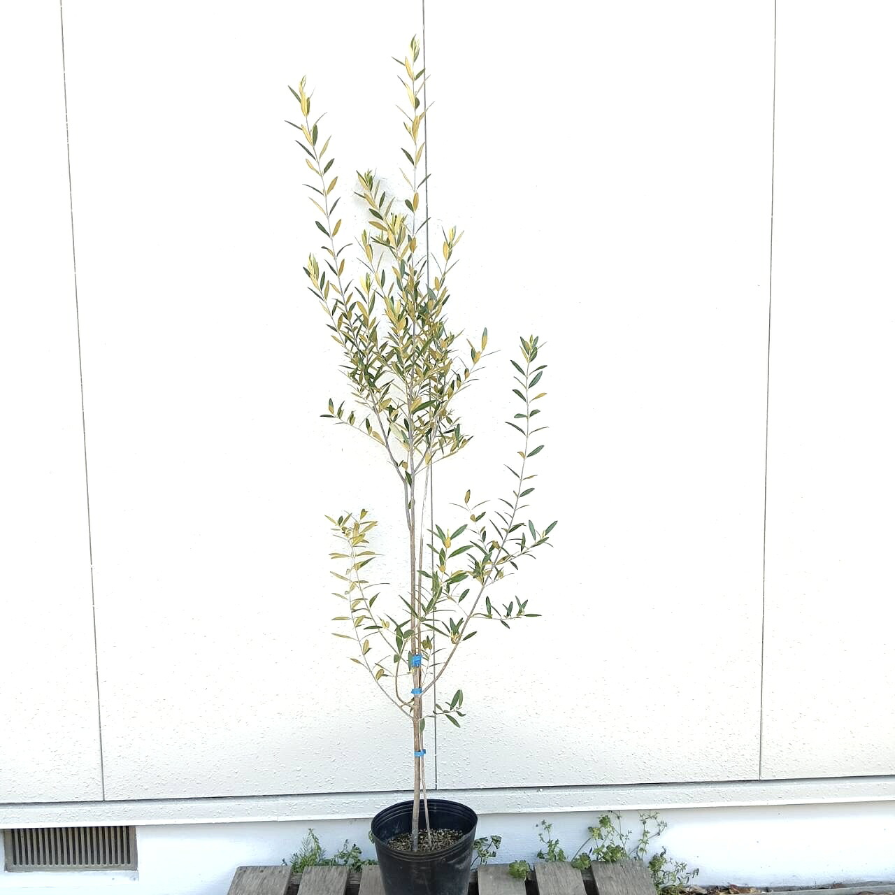 ◎現品送りとどける◎【常緑樹:オリーブの木 ヒナカゼ 単木 ポット 1.8m 】常緑天然木 庭木 植木 ひなかぜ 記号天然木 つつみ隠し ガーデニング あずま屋 草木 植樹 実 耐暑性 耐寒性  記念樹 和風 洋風 祝賀会 好いたらしい 今めかしい 大型 大層らしい