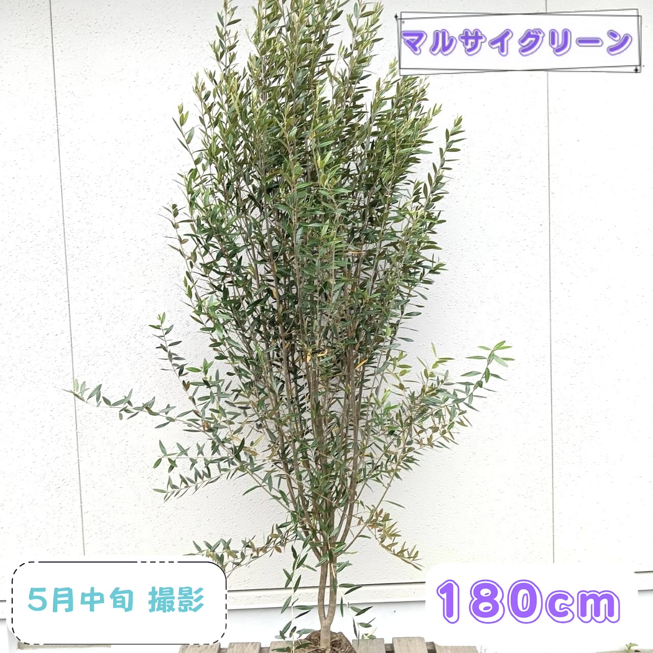 ◎現品送りとどける◎【常緑樹:オリーブの木 ヒナカゼ 単木 根巻 1.8m 】  常緑天然木