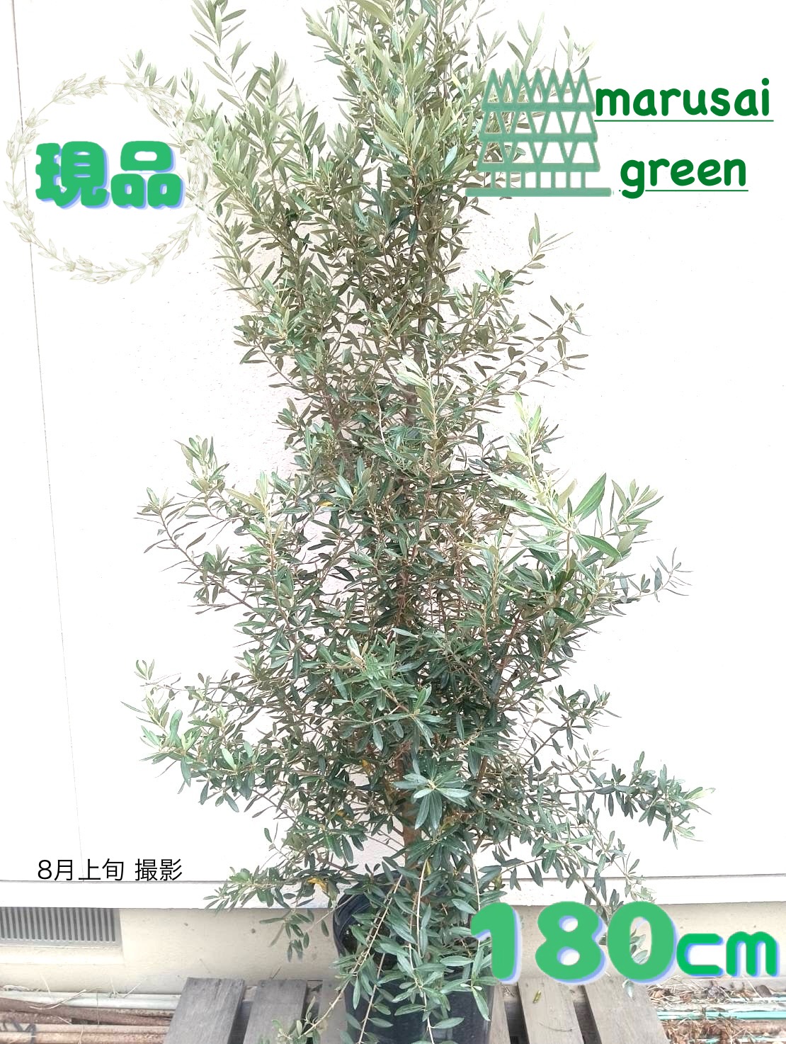 楽天市場】［生産者直送］オリーブ シプレシーノ シプレッシーノ 樹高