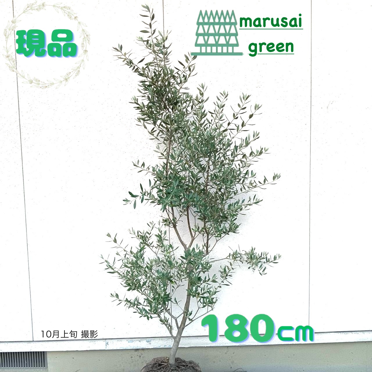 オリーブの木　シプレシーノ　約180cm　NO.1936　大型　現品掲載　古木 オリーブの木 シプレシーノ 約180cm NO.1936 大型 現品掲載 古木