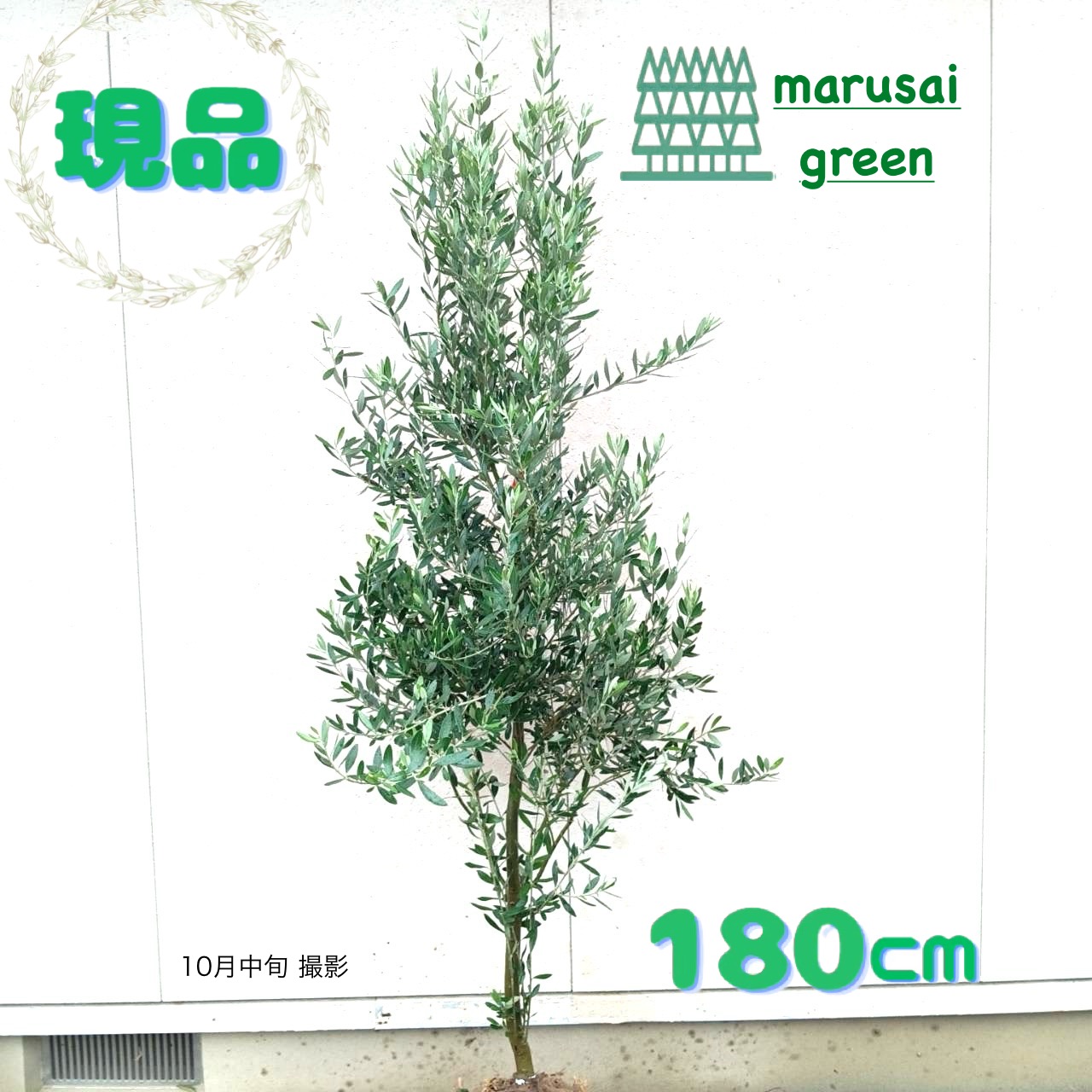 ワラサ オリーブの木　中型 常緑樹 ワラサ オリーブの木 中型 常緑樹