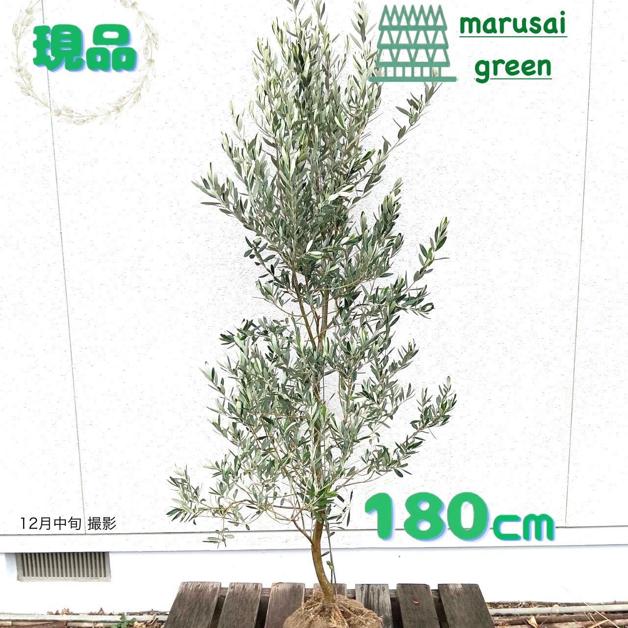 楽天市場】◎現品発送◎常緑樹:【オリーブの木 ミッション 単木 ポット