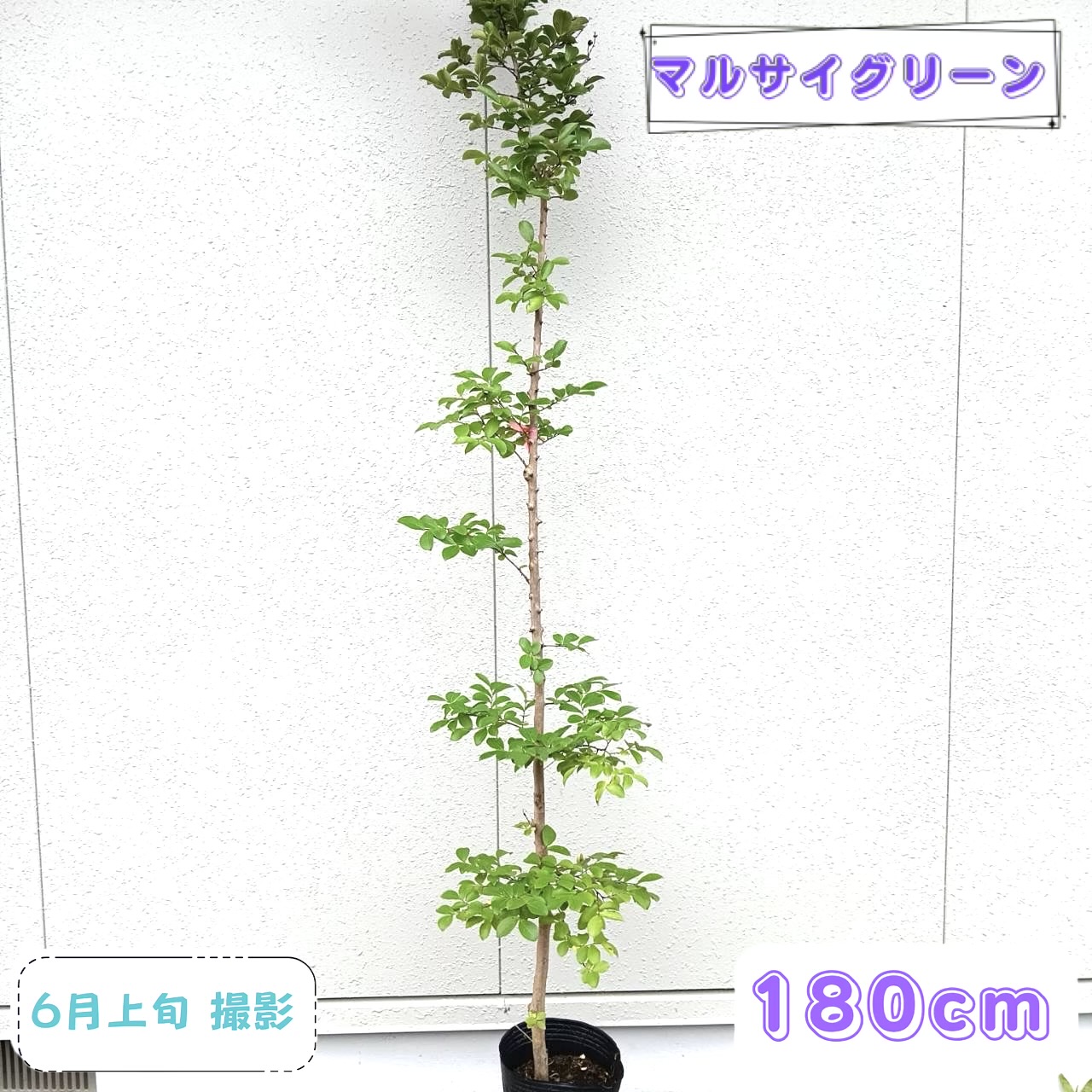 ◎現品発送◎【落葉樹:サルスベリ ピンク 単木 ポット 1.8m】落葉中高木 広葉樹 シンボルツリー さるすべり 百日紅 ヒャクジツコウ 耐寒性 植物 庭木 植木 樹木 植樹 植栽 販売 目隠し ガーデニング エクステリア 和風 洋風 記念樹｜マルサイグリーン