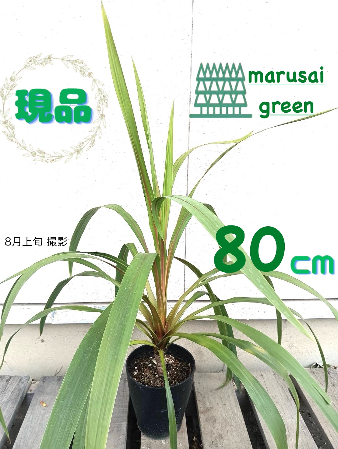 楽天市場】コルジリネ ニオイシュロラン 苗木 【ドラセナ 青葉】 約0.8