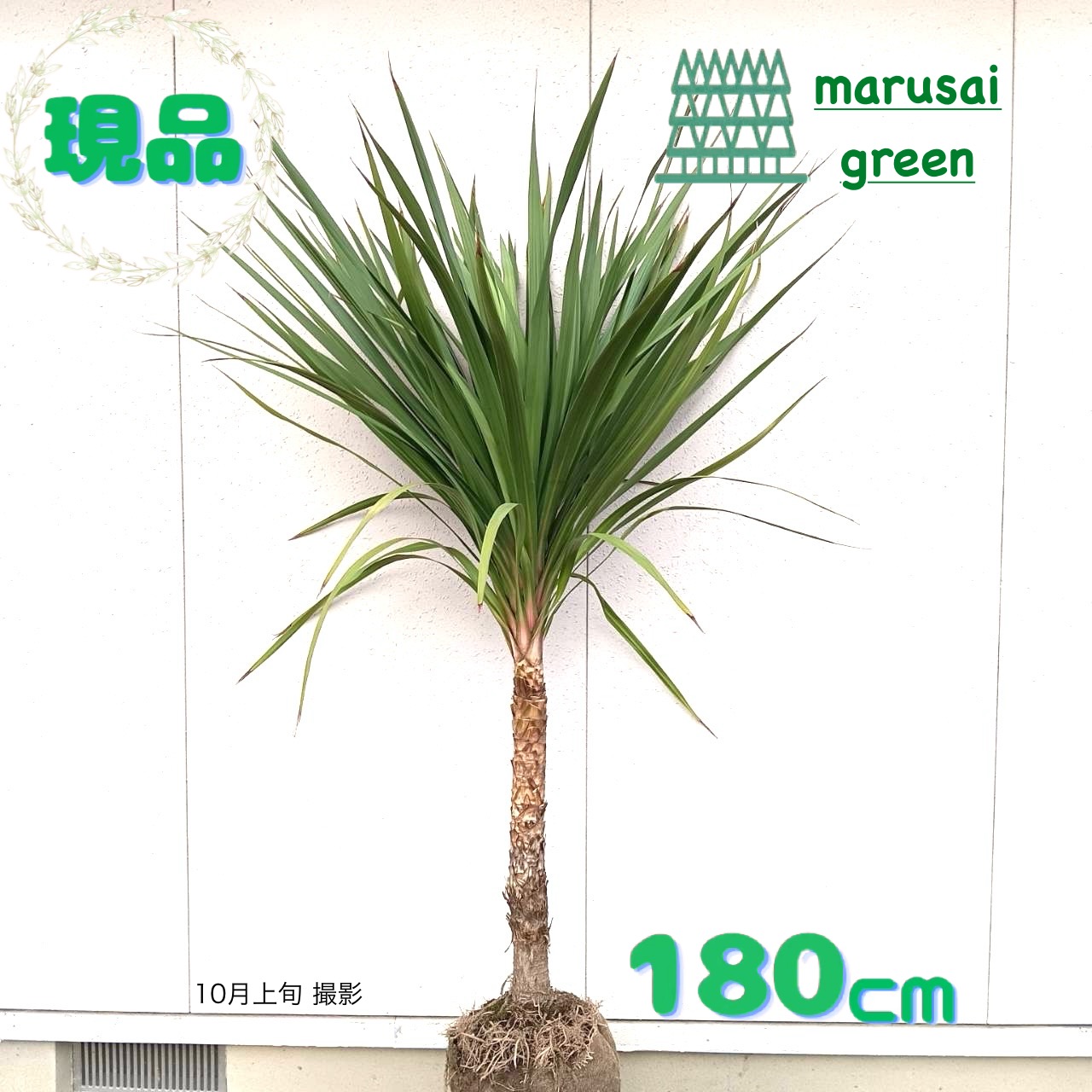 楽天市場】【現品発送】ニオイシュロラン ドラセナ樹高1.8-1.9m