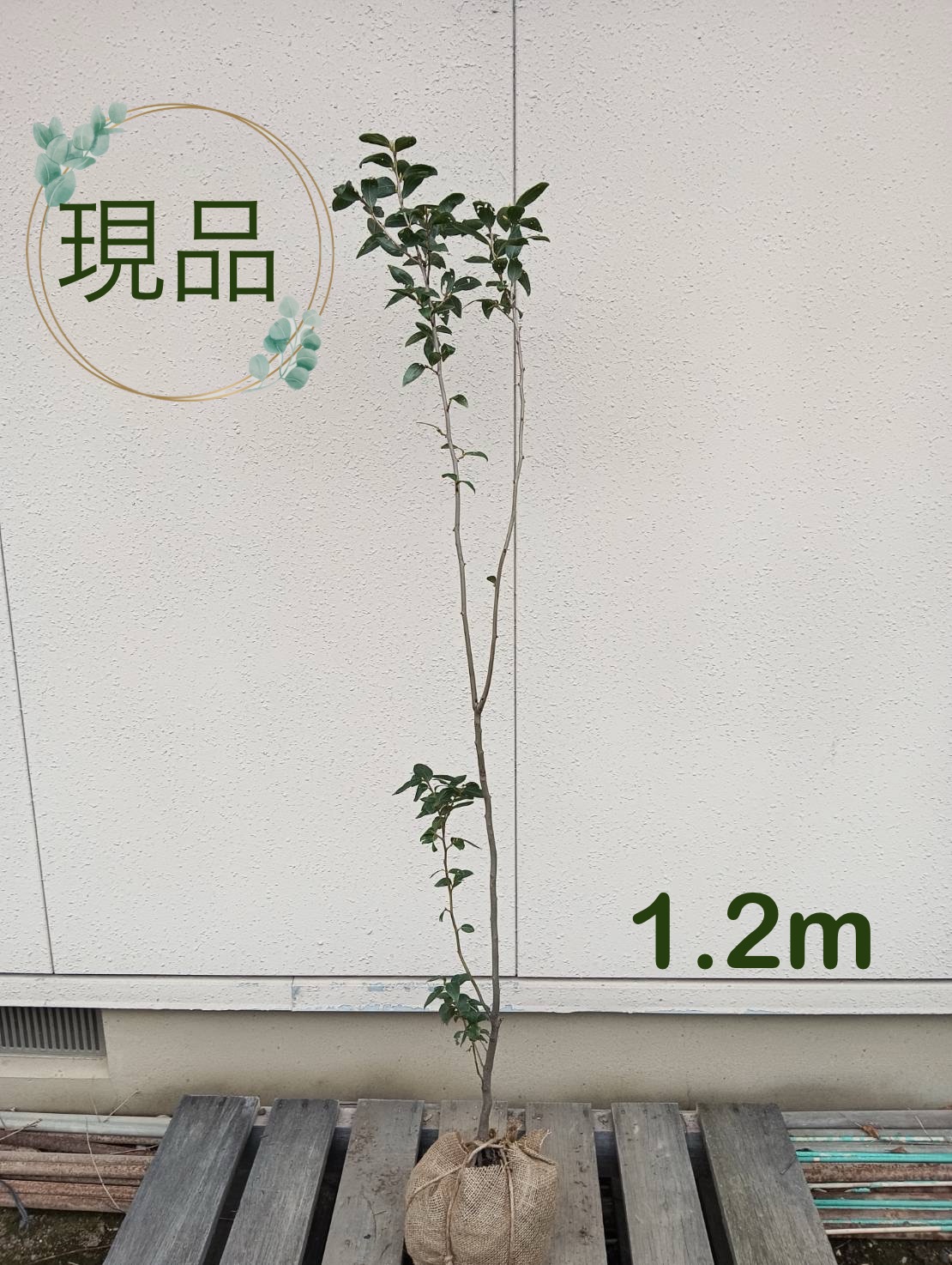 枝垂れコハウチワカエデ 関の華厳/195 枝垂れコハウチワカエデ関の華厳/195