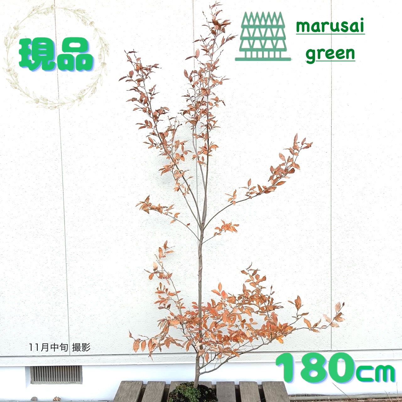 楽天市場】ヤマコウバシ（山香ばし） 株立 樹高2.0m前後 露地苗 低木