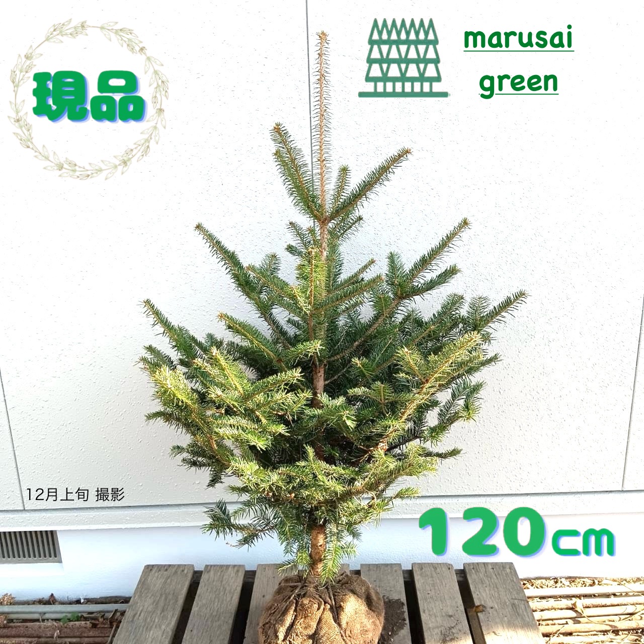 ◎現品発送◎【常緑樹:モミノキ単木 根巻 1.2m】常緑中高木 針葉樹｜マルサイグリーン