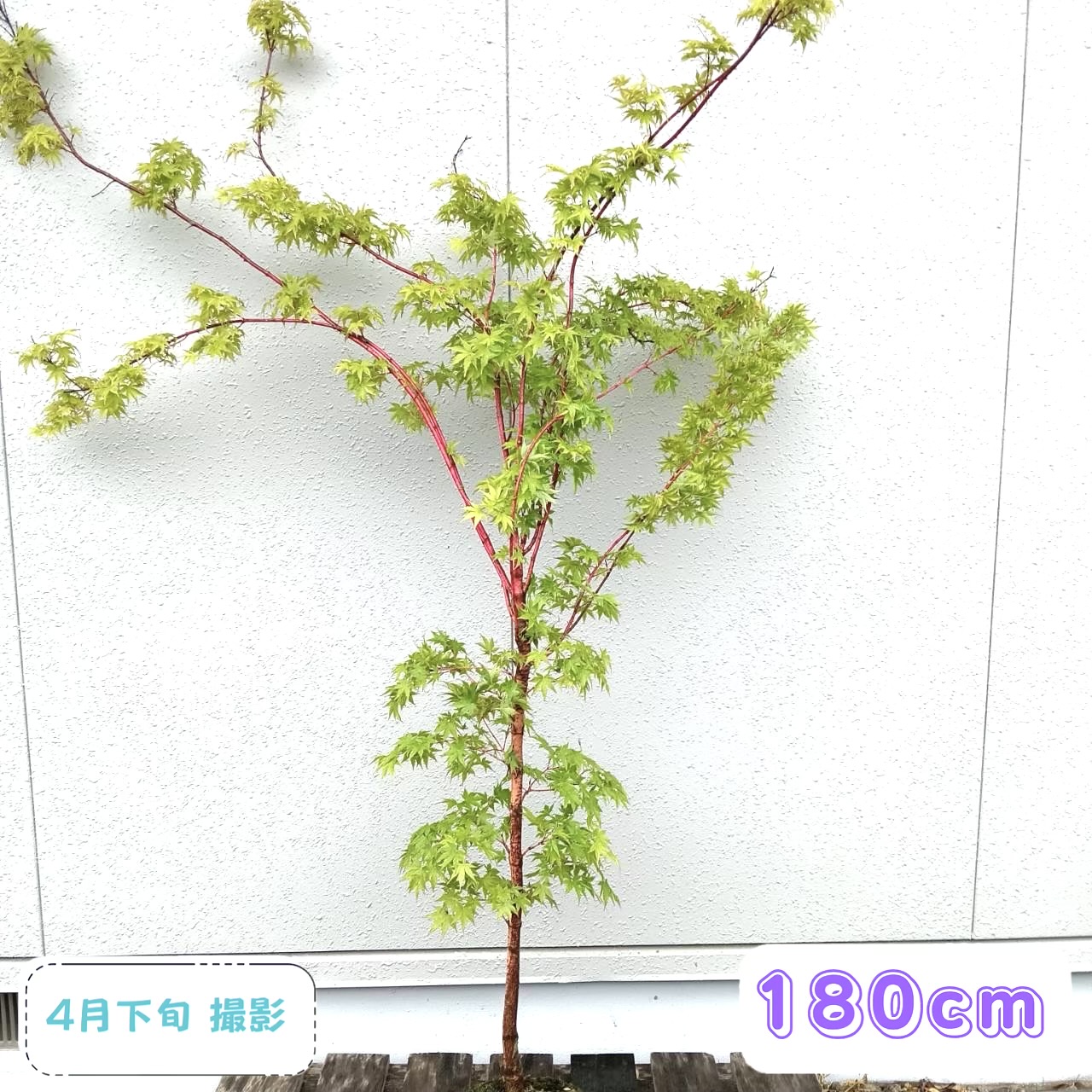 ◎現品発送◎【 落葉樹:サンゴカクモミジ(珊瑚閣モミジ) 単木 根巻 1.8m】落葉高木 広葉樹｜マルサイグリーン