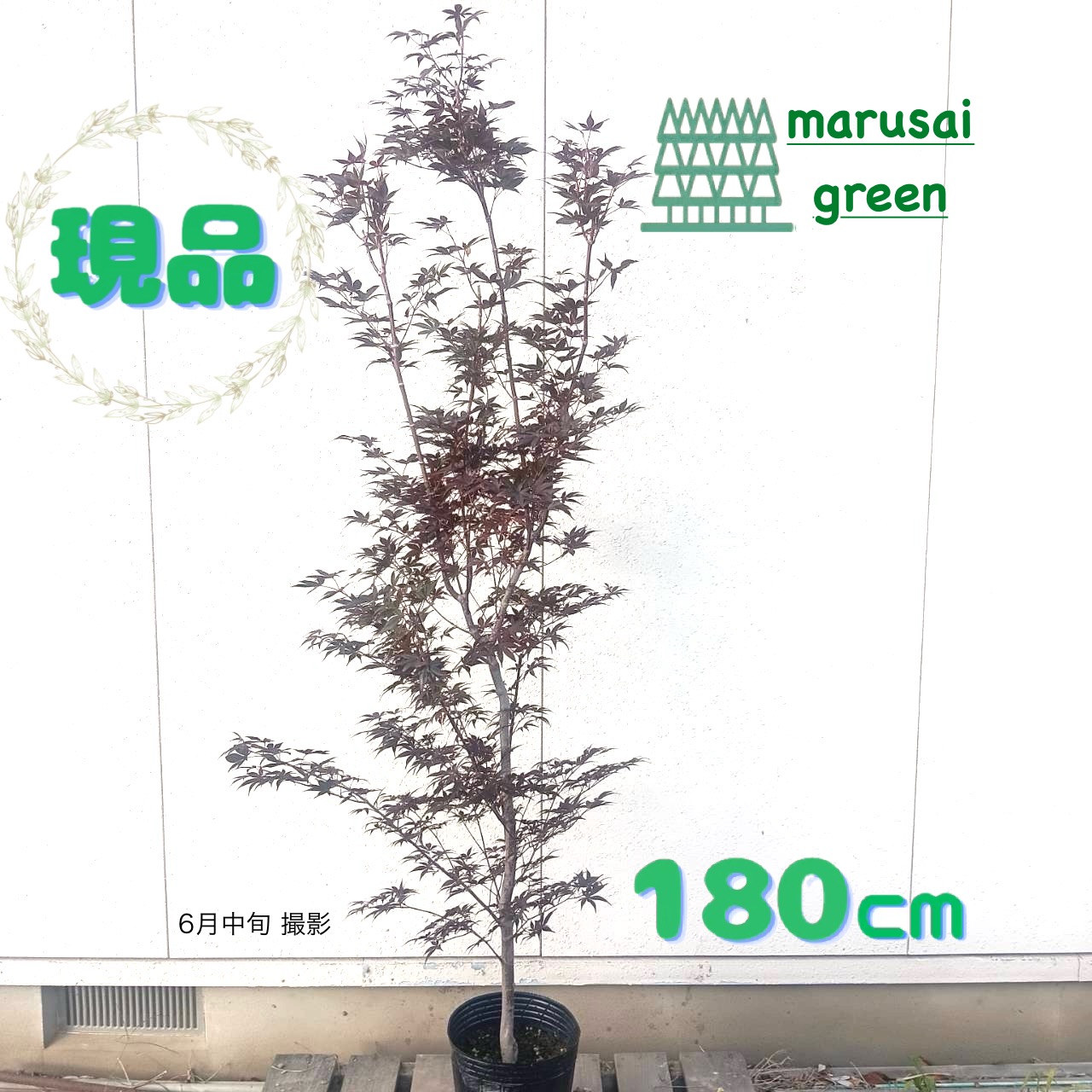 楽天市場】山採り【モミジ】ノムラモミジ 自然樹形 樹高H≒170 × 枝張W