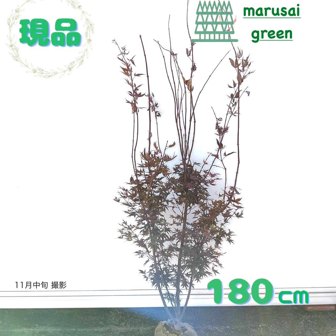 楽天市場】山採り【モミジ】ノムラモミジ 自然樹形 樹高H≒170 × 枝張W