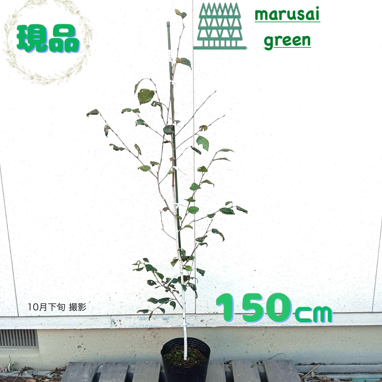 白樺 成木 2メートル以上 小苗10本付 落葉樹 苗木 白樺 成木 2メートル