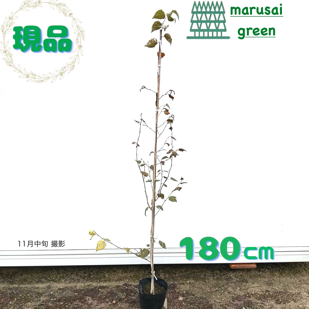 楽天市場】シラカバ 苗 【シラカバ】 2年生 4号ポット苗 白樺 苗木