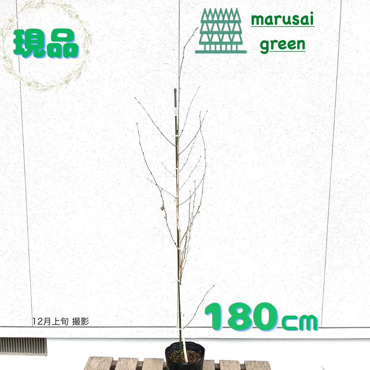 楽天市場】◎現品発送◎【落葉樹:シラキ(白木) 単木 根巻 1.5m】 落葉