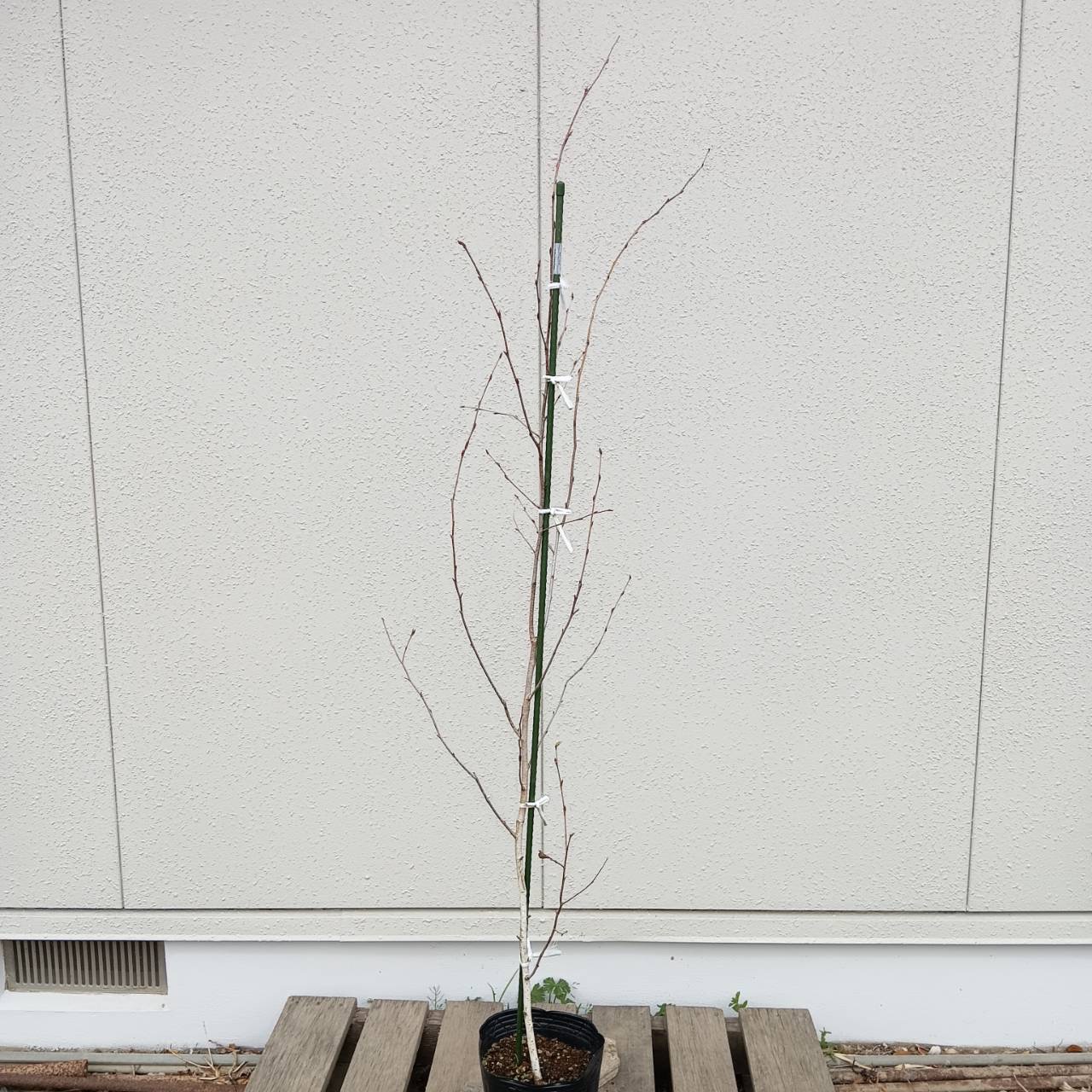◎現品発送◎【落葉樹:シラカバ 単木 ポット 1.5m】 落葉高木 庭木 植木 シンボルツリー 白樺 しらかば シラカンバ 広葉樹 庭植え 樹木 植物 白い 樹皮 販売 目隠し ガーデニング エクステリア 植樹 植栽 園芸 屋外 記念樹 和風 洋風 お祝い