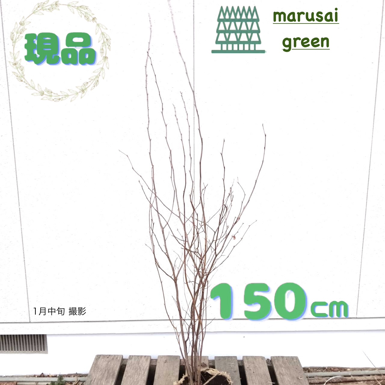 楽天市場】【現品発送】シロモジ 株立ち9号 樹高1.8-2.0m(鉢底から