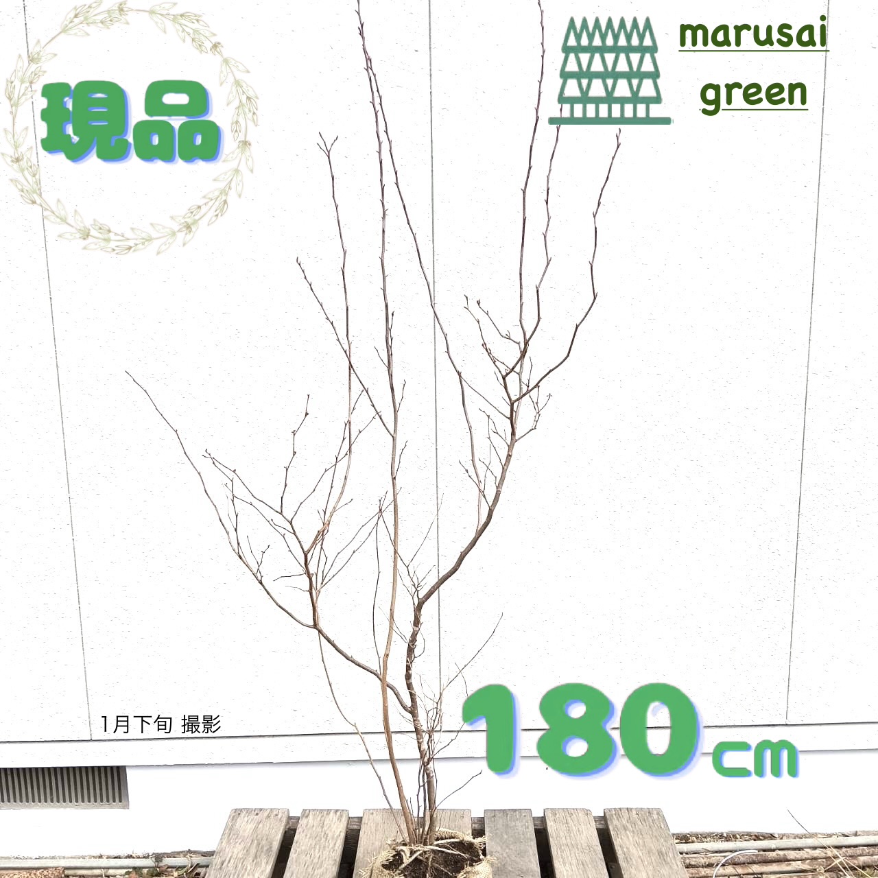 楽天市場】【現品発送】シロモジ 株立ち9号 樹高1.8-2.0m(鉢底から