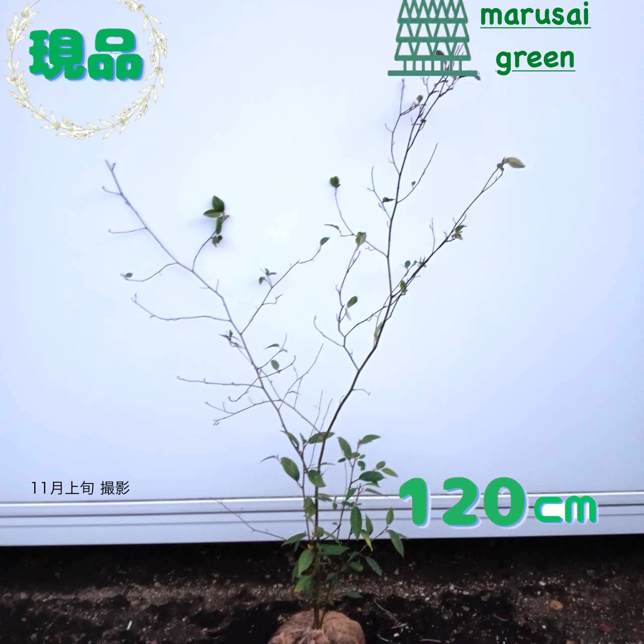 楽天市場】クロモジ 苗 【黒文字 （くろもじ）】 約1.0m 株立ち 根巻き