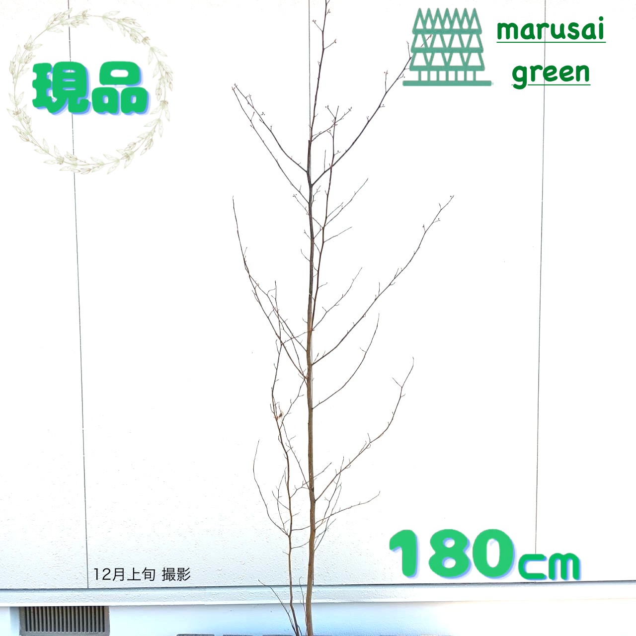 楽天市場】◎現品発送◎【落葉樹:シラキ(白木) 単木 根巻 1.5m】 落葉