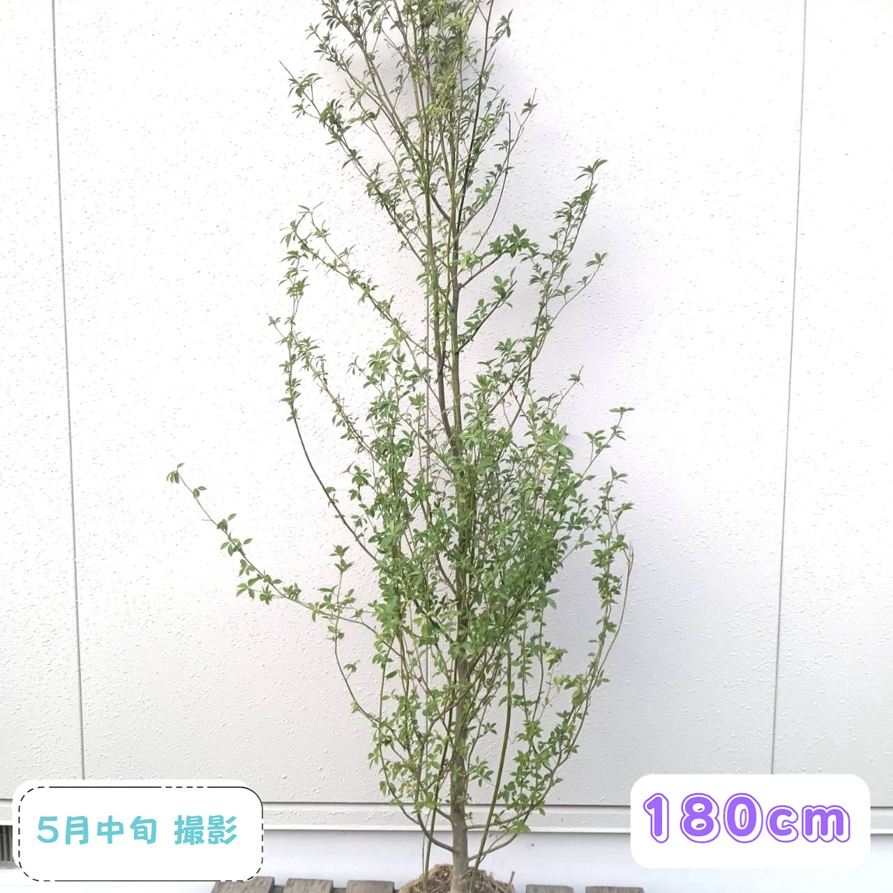 ◎現品送りとどける◎【落葉樹:クロモジ 単木 根巻 1.8m】 落葉天然木 庭木 植木 記号天然木 クロキ トリシバ神 売りわたす 黒文字 花 あずま屋 植栽 植樹 つつみ隠し ガーデニング エクステリア 室外 庭植え 記念樹 今めかしい オシャレ 大層らしい 大型