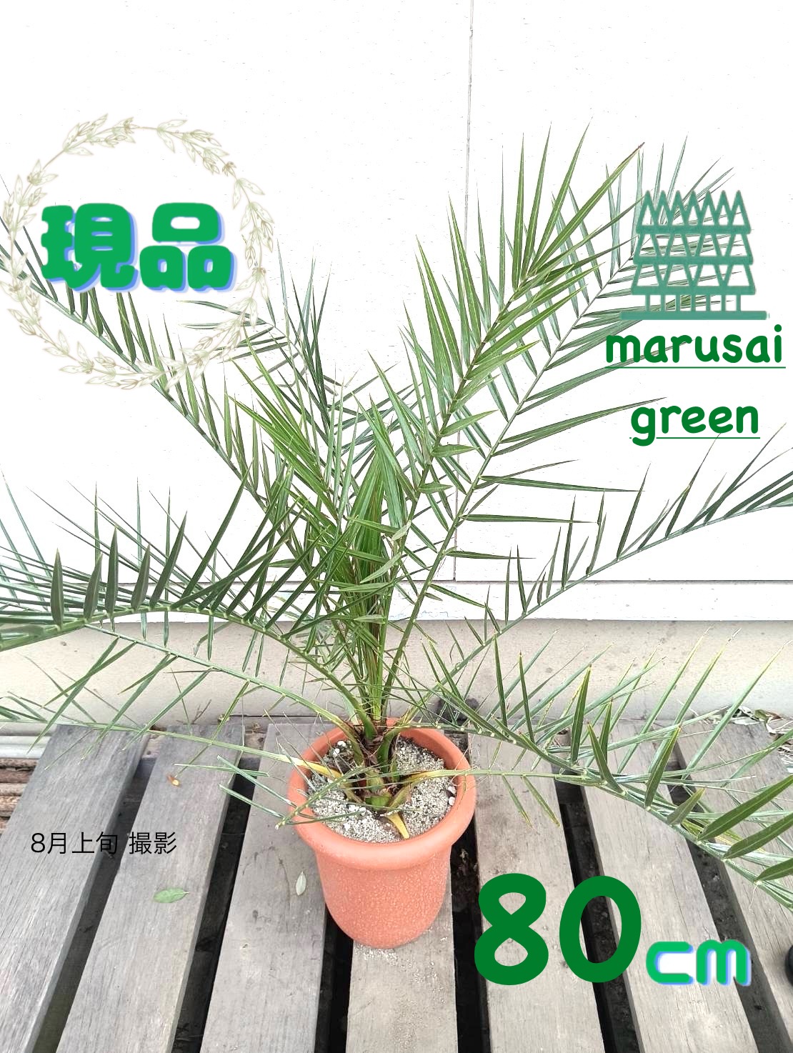 楽天市場】ヤシ 苗木 【ブラヘア カルカレア】プラスチック鉢植え 南国