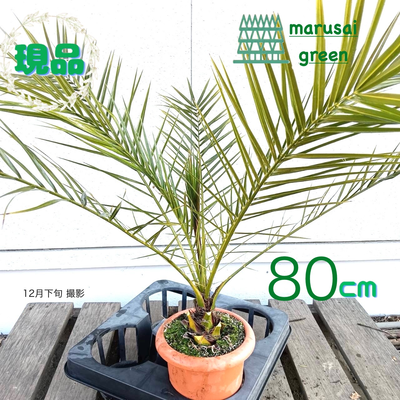 楽天市場】ヤシの木 カナリーヤシ フェニックス 5号ポット苗 : 苗木部