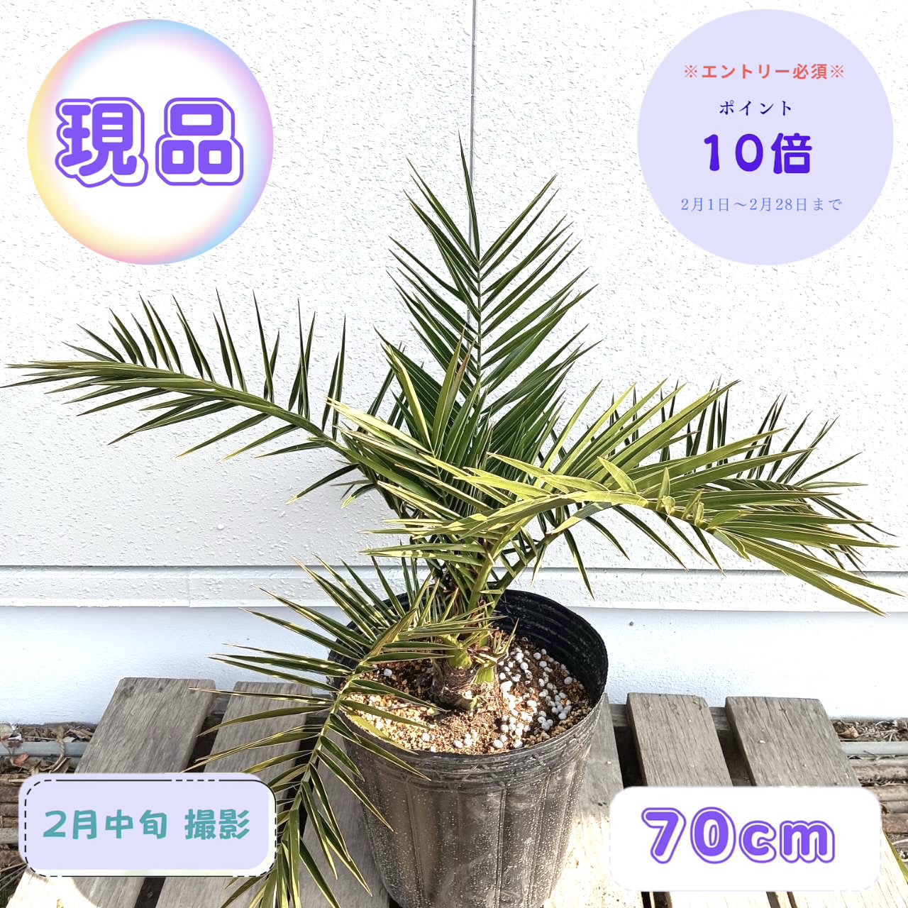 楽天市場】耐寒性ヤシの木 【 サバルヤシ 0.9m】 オシャレなフレグラー