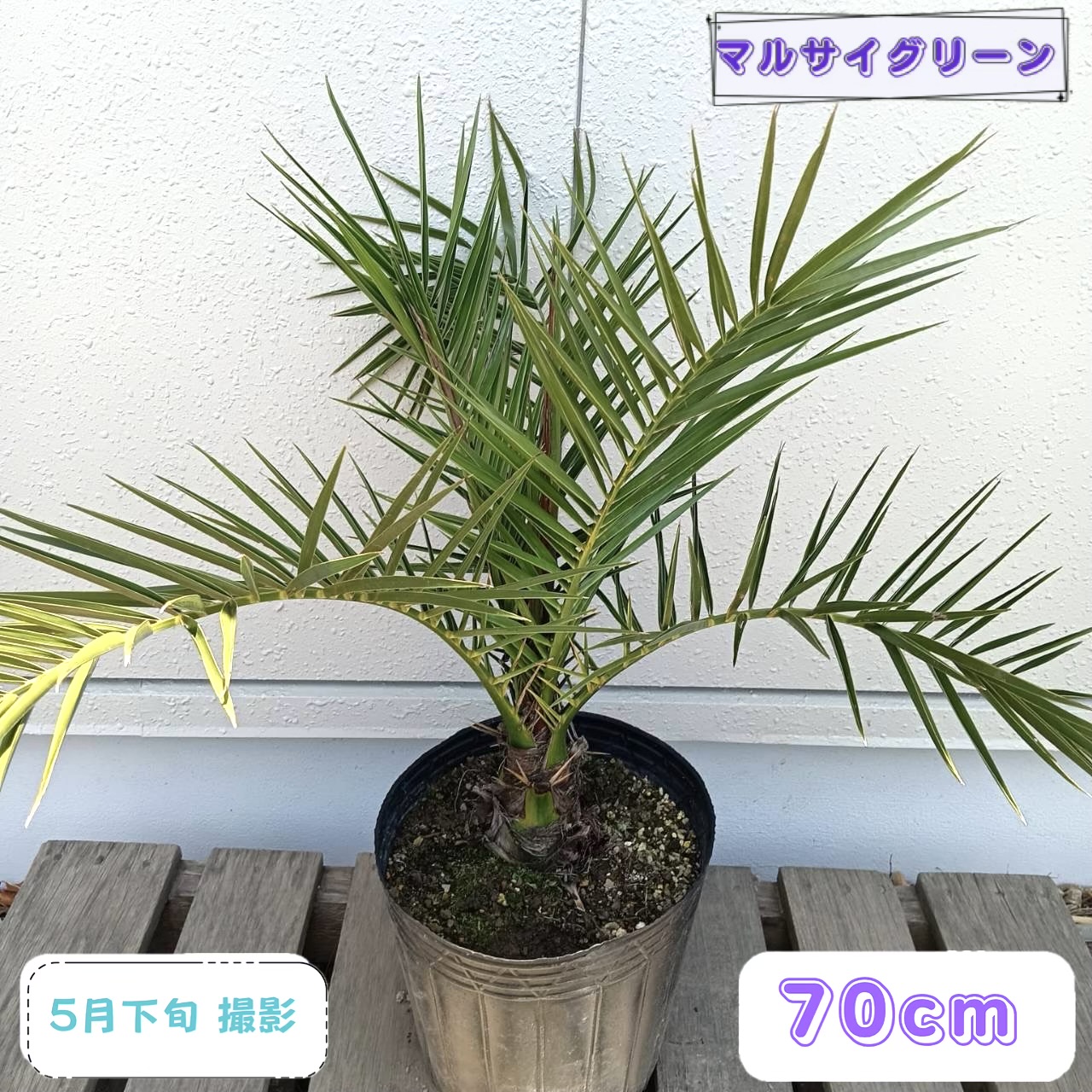 ◎現品送りとどける◎【常緑樹:カナリーヤシ 単木 ポット 70糎】常緑中かん木 庭木 植木 符帳天然木 包みかくし ガーデニング エクステリア 洋風 和風 庭植え 園地 お庭 露天 祝い事 今めかしい 記念樹