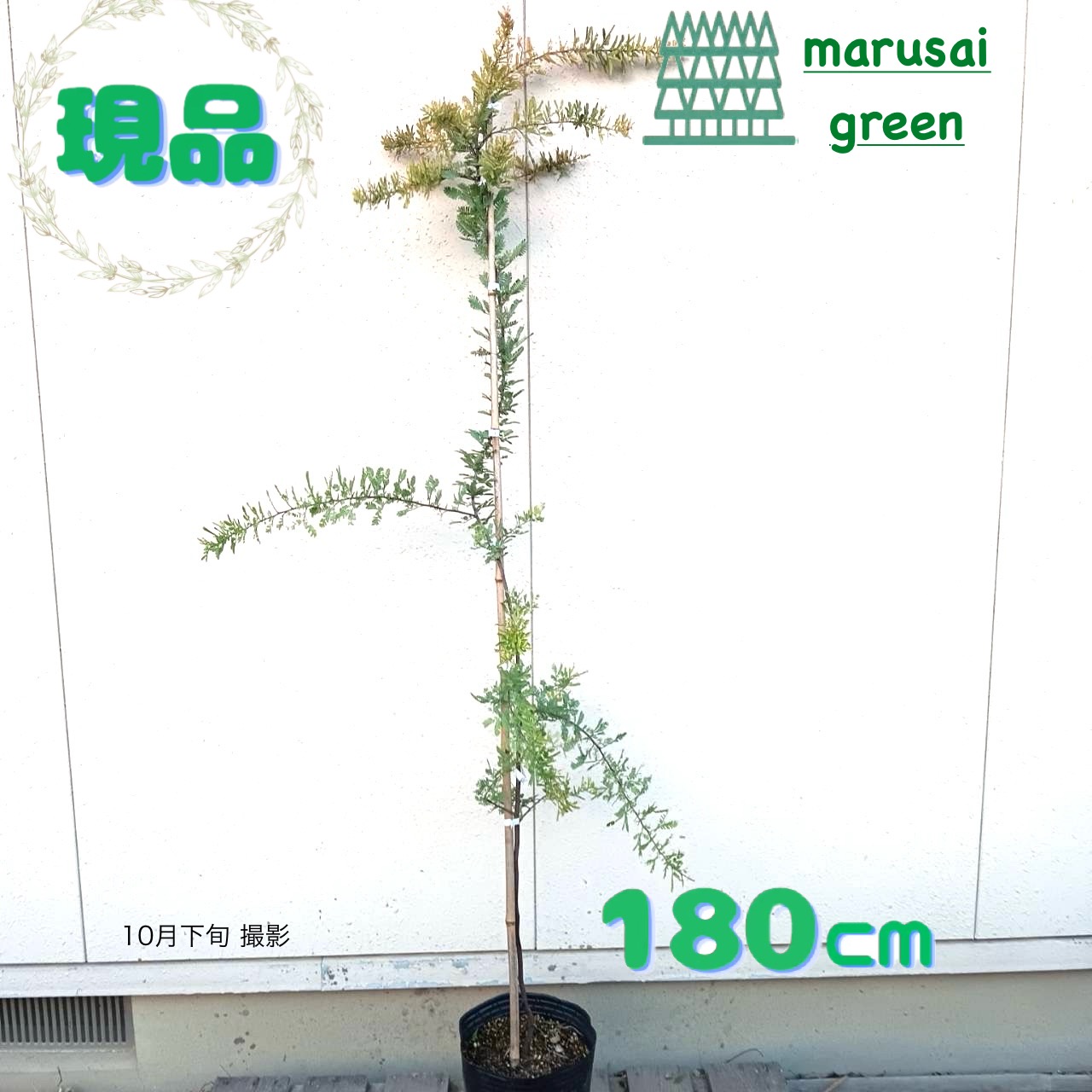 ◎現品発送◎【 常緑樹:ミモザ アカシア 単木 ポット 1.8m】常緑高木|マルサイグリーン