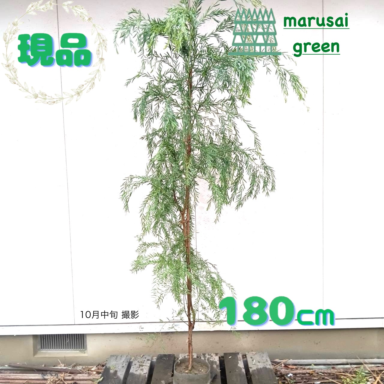 楽天市場】アカシアの木 【スペクタビリス】 7号ポット大苗 H1.3m 大苗