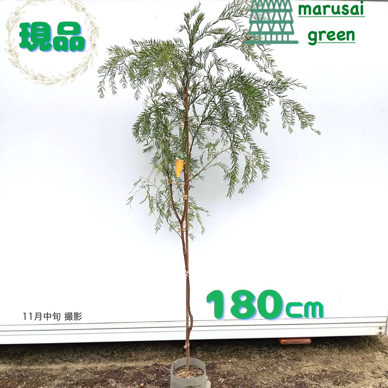 楽天市場】アカシアの木 【スペクタビリス】 7号ポット大苗 H1.3m 大苗