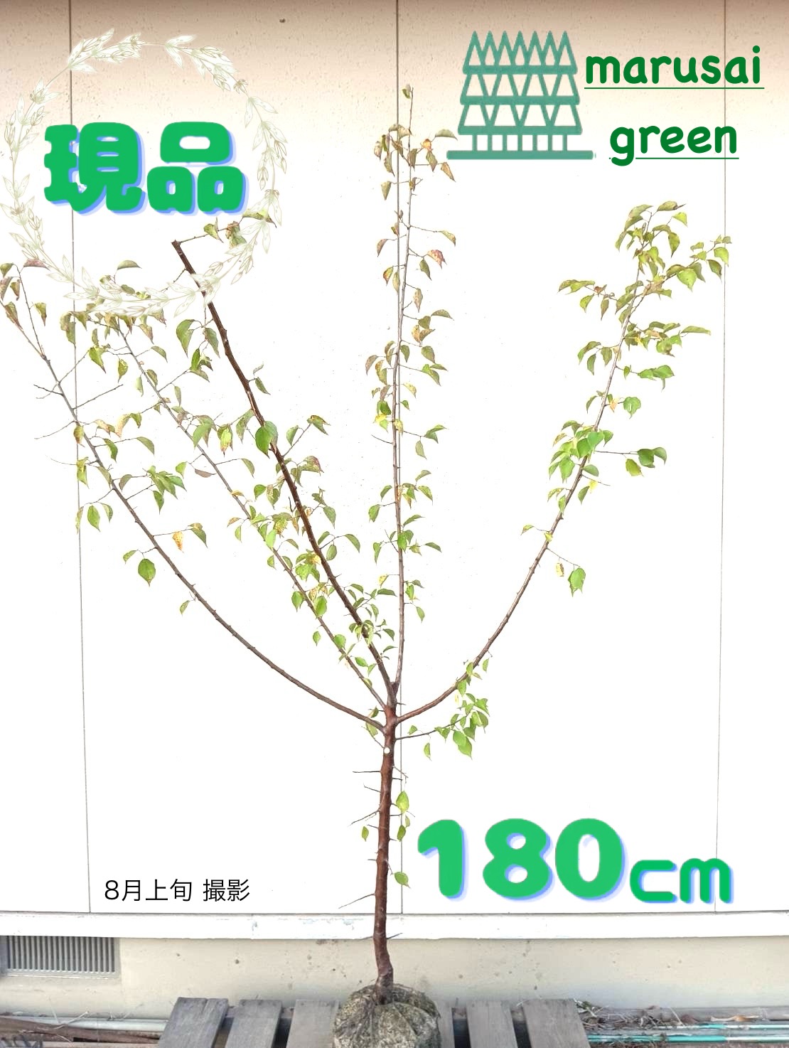 函館近郊産豊後梅20キロサイズL以上 函館近郊産豊後梅20キロサイズL以上 函館近郊産豊後梅20