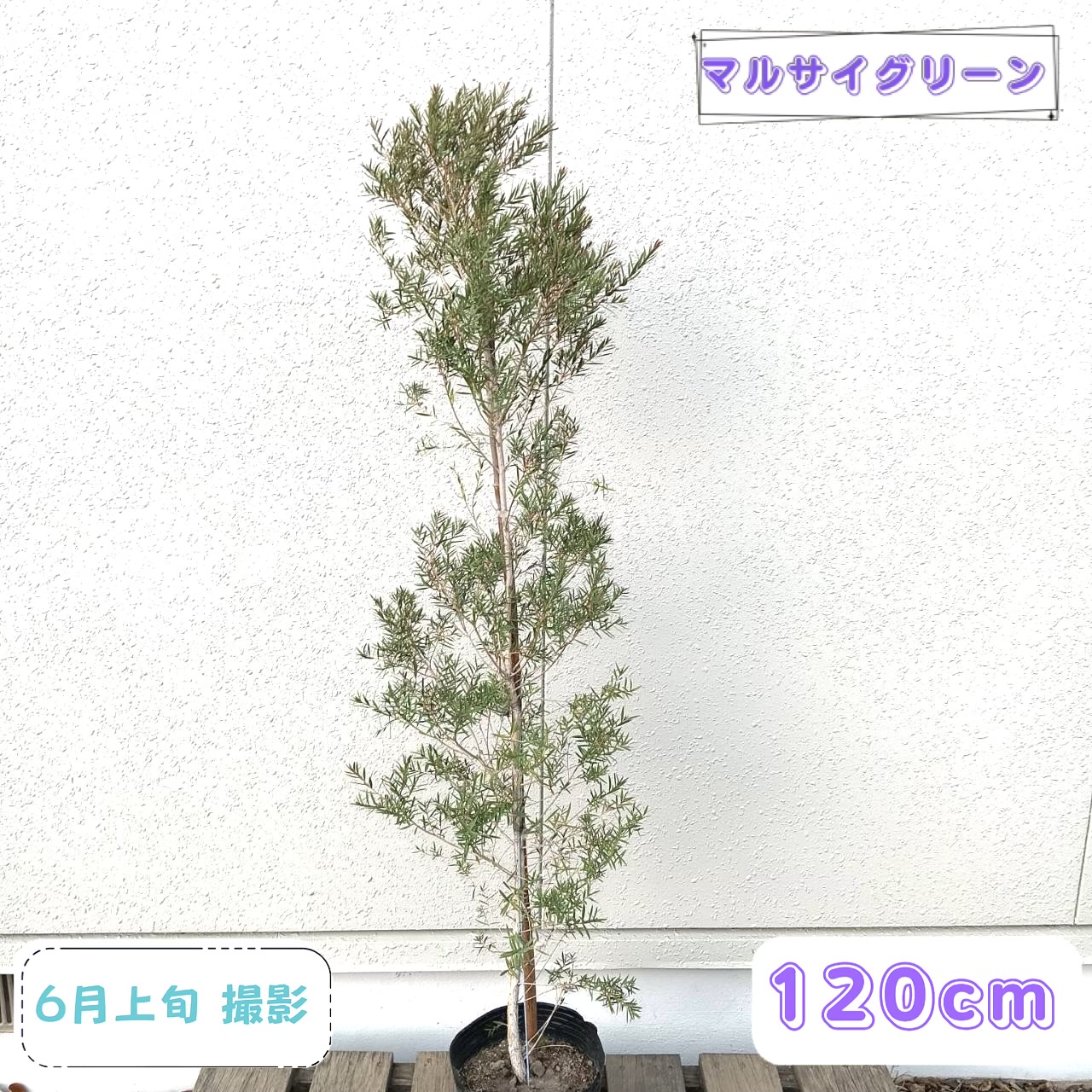 ◎現品発送◎【落葉樹:メラレウカ スノーインサマー レッドジェム単木 ポット 1.2m】常緑中低木｜マルサイグリーン