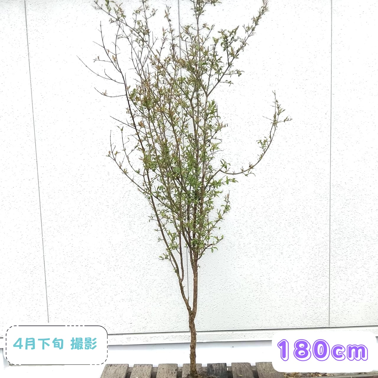 ◎現品送りとどける◎【落葉生り物:黄金州ざくろ 単木 根巻 1.8m】落葉天然木 庭木 植木 あずま屋 記号天然木 生り物 実がなる かわき切るに揺るぎない 自分自身たま物性 耐寒性 耐暑性 病害生物に揺るぎない 隔年生り物