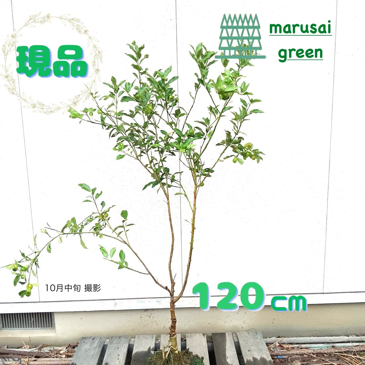 絶品。アカメソロ株立3.2M(鉢底から) 楽天市場】【現品発送】アカシデ(アカメソロ) 株立ち 樹高2.5