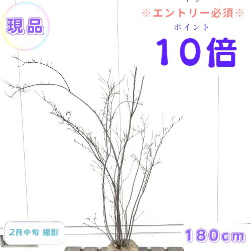 楽天市場】【現品発送】アロニア(クックベリー)株立樹高1.8-2.0m(根鉢