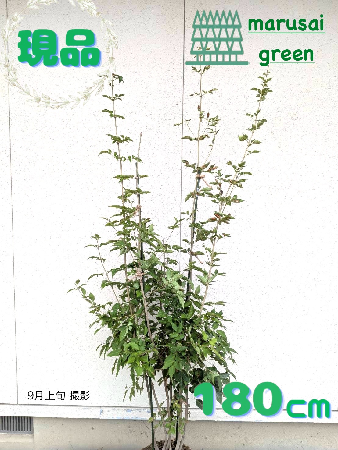 楽天市場】アオダモ 株立ち 樹高1.8〜2.0m前後(根鉢含まず) 単品