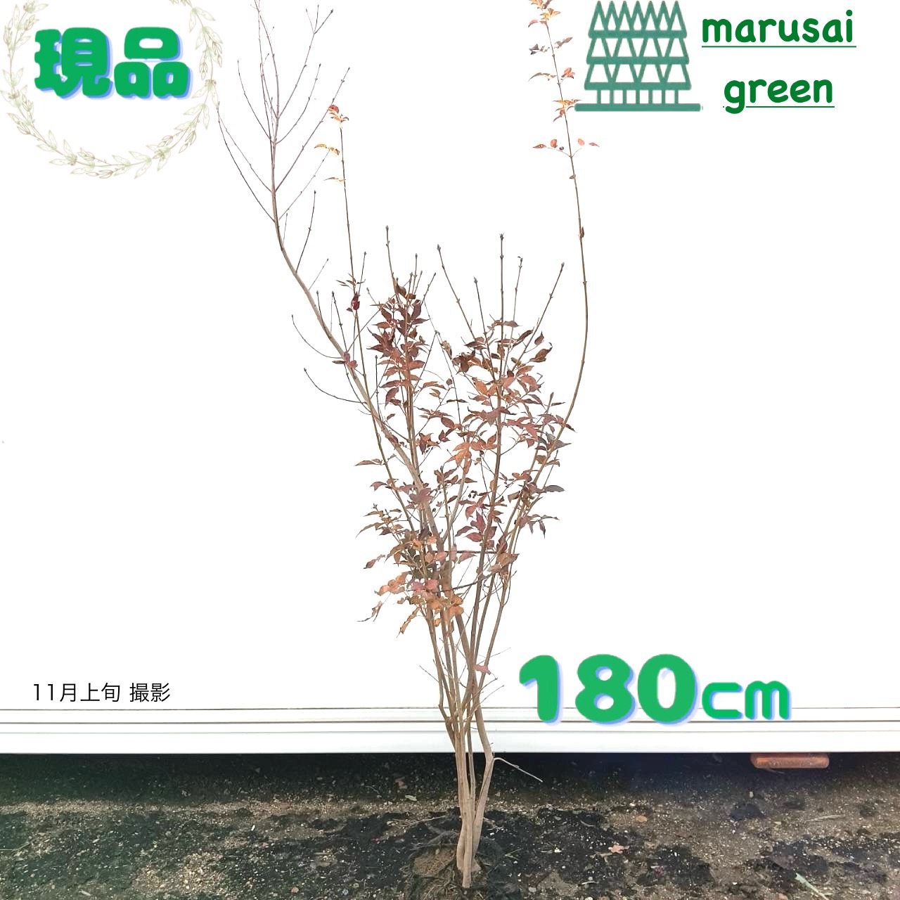 【種】 アオダモ 1000粒以上 楽天市場】アオダモ 株立ち 樹高1.8〜2.0m前後(根鉢含まず) 単品