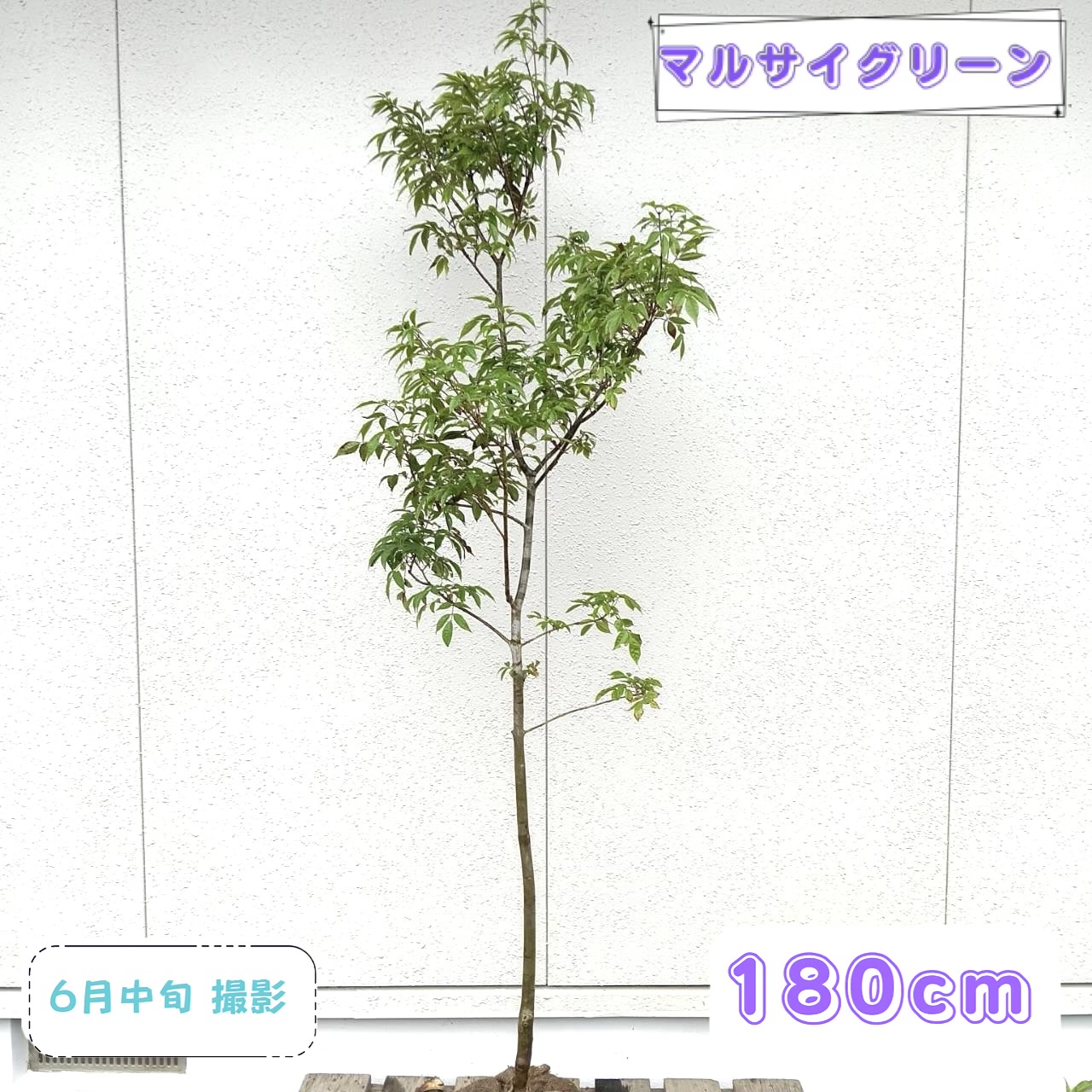 ◎現品発送◎【落葉樹:青ダモ 単木 根巻 1.8m】落葉中高木 広葉樹|マルサイグリーン