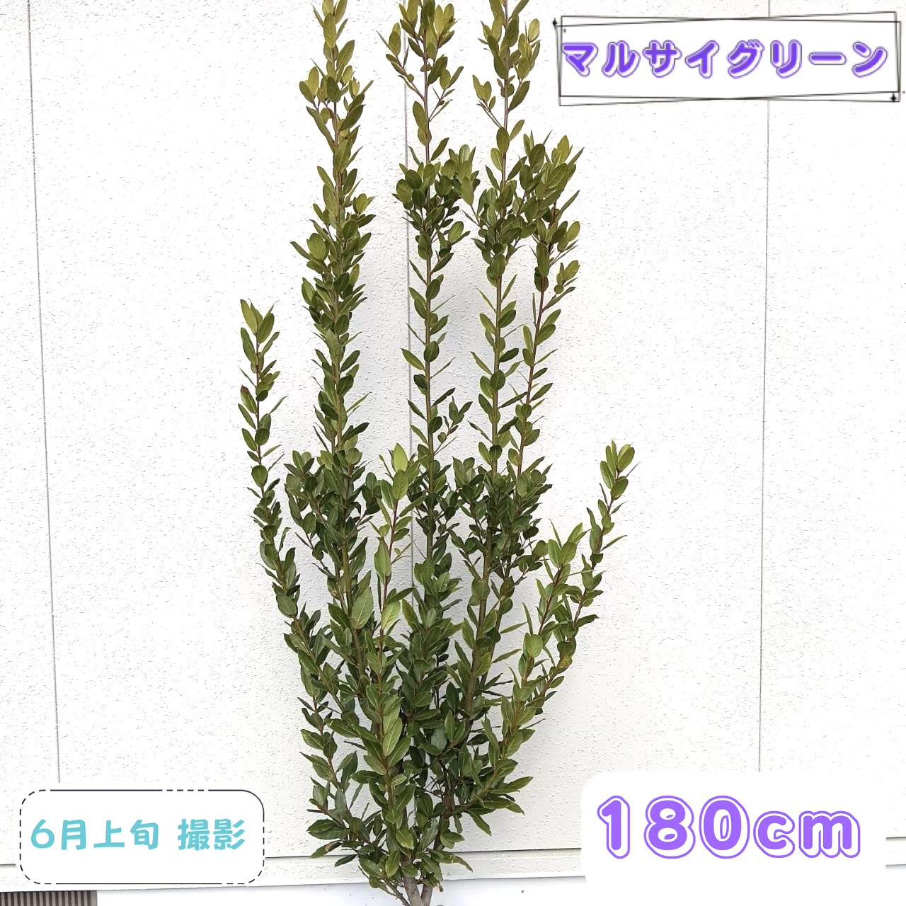 ◎現品発送◎【 常緑樹:月桂樹 単木 根巻 1.8m】常緑高木 広葉樹 庭木 植木 シンボルツリー ゲッケイジュ ローレル ローリエ 販売 広葉樹 樹木 耐暑性 植樹 植栽 プレゼント おしゃれ 植物 屋外 玄関 和風 洋風 目隠し ガーデニング エクステリア 記念樹 大きい 大型｜マルサイグリーン