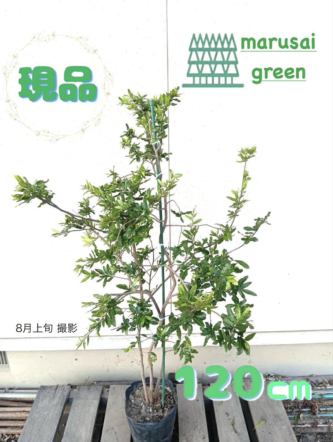【常緑樹:ミッキーの木 ポット 1.2m】常緑低木 現品