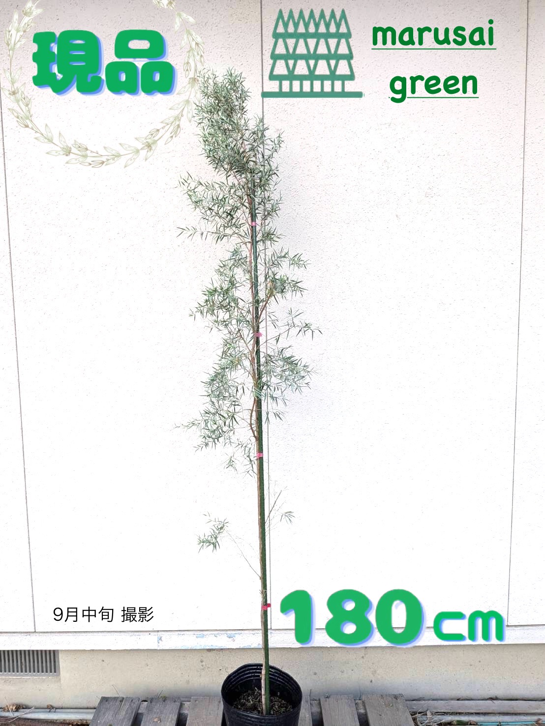 楽天市場】【現品発送】シルバーティーツリー レプトスペルマム 樹高