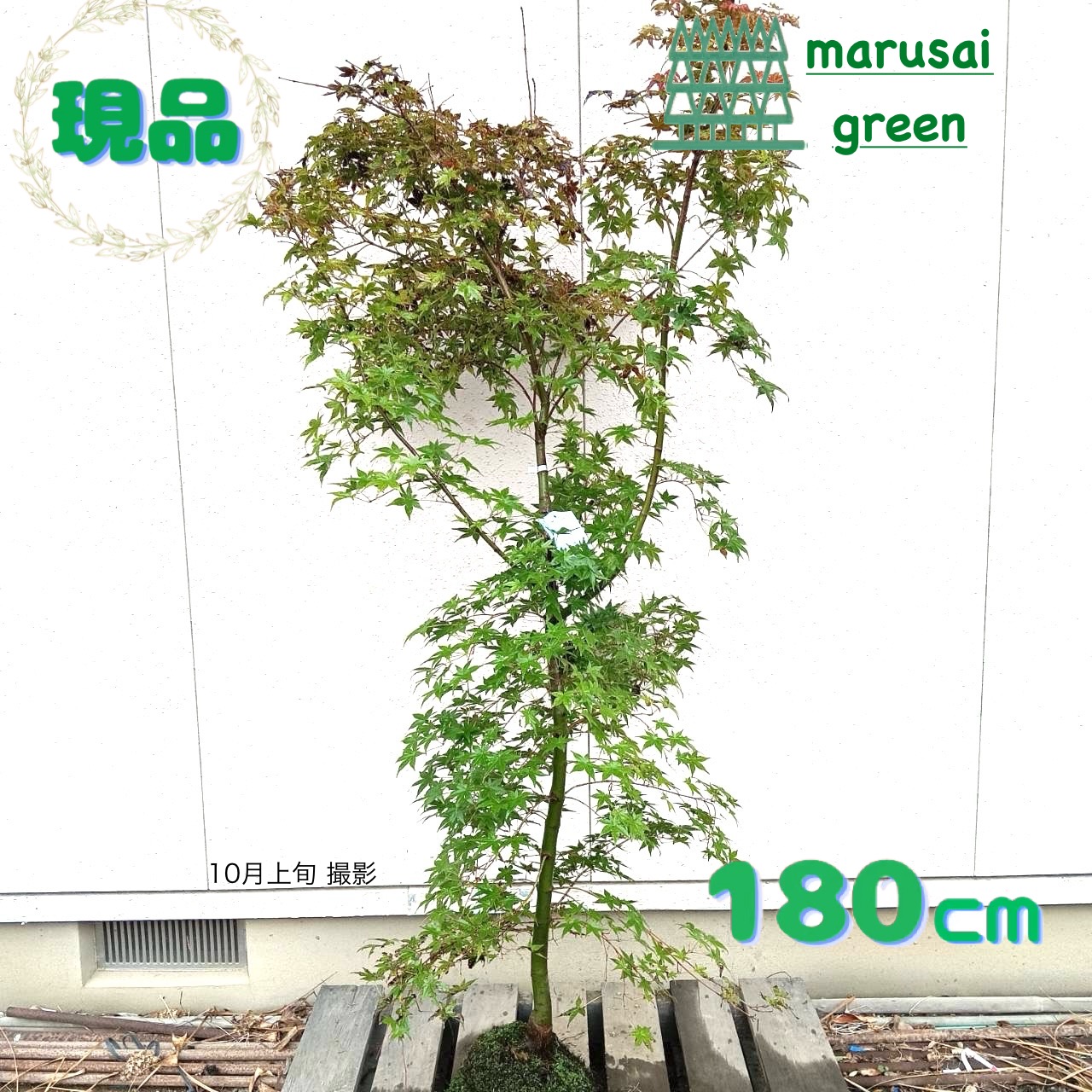 楽天市場】◎現品発送◎【落葉樹:アカシデ アカメソロ 株 根巻