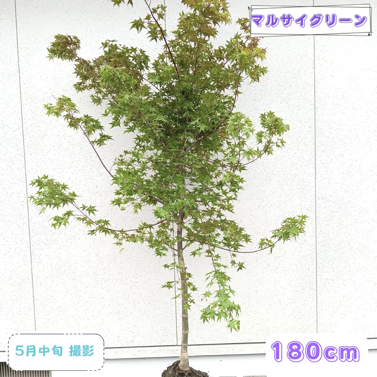 ◎現品送りとどける◎【落葉樹:チシオ (生き血) モミジ 単木 根巻 1.8m】落葉天然木 落葉中天然木 庭木 槭樹 植木 あずま屋 記号天然木 チシオモミジ 出猩猩もみじ デショウジョウ テジョウジョウ 耐寒性 つつみ隠し エクステリア 和風 洋風 記念樹