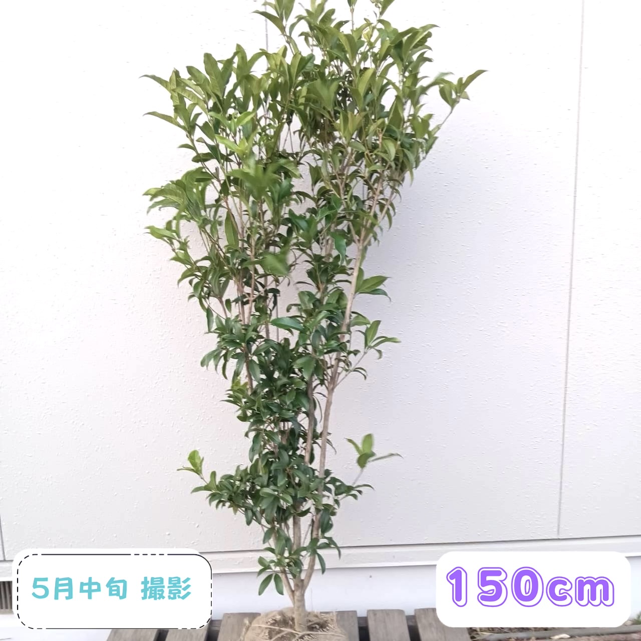 ◎現品送りとどける◎【常緑樹:キンモクセイ 単木 根巻 1.5m】 常緑中天然木 庭木 植木 記号天然木 きんもくせい 広葉樹 オレンジ色 色 お花 つつみ隠し ガーデニング エクステリア 記念樹 和風 洋風 今めかしい 祝賀会