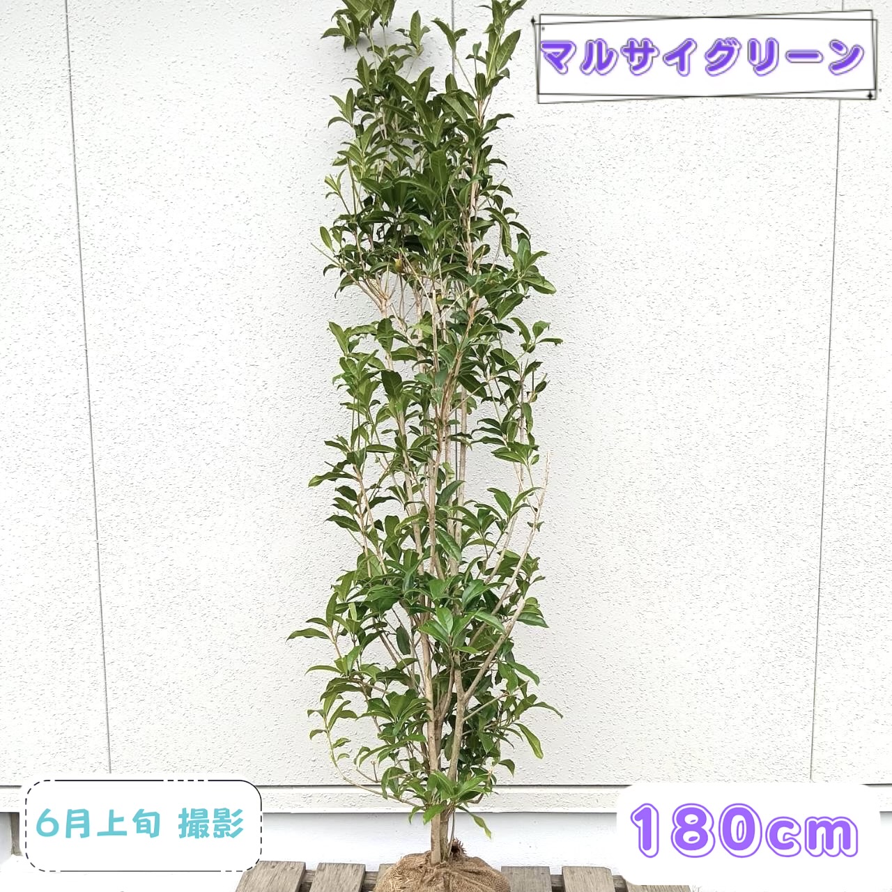 ◎現品送りとどける◎【 常緑樹:キンモクセイ 単木 根巻 1.8m 】常葉天然木 庭木 植木 あずま屋 庭植え 植栽 植樹 草木 お花 耐暑性 耐寒性 売りわたす 記号天然木 つつみ隠し ガーデニング エクステリア 記念樹 祝賀会 大型 大層らしい