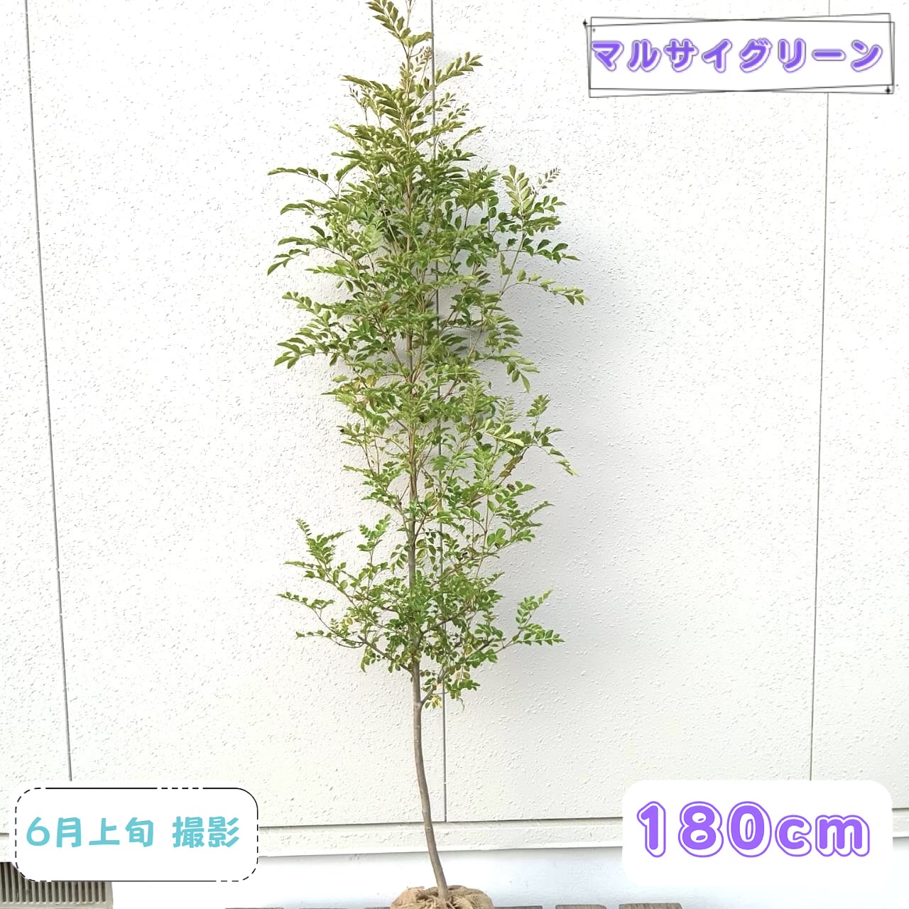 ◎現品発送◎【常緑樹:シマトネリコ 単木 根巻 1.8m】常緑中高木 常緑樹 シンボルツリー 庭木 植木 樹木 植物 植樹 販売 庭植え 耐寒性 おしゃれ 植栽 お庭 ガーデン 園芸 大きい 大型｜マルサイグリーン